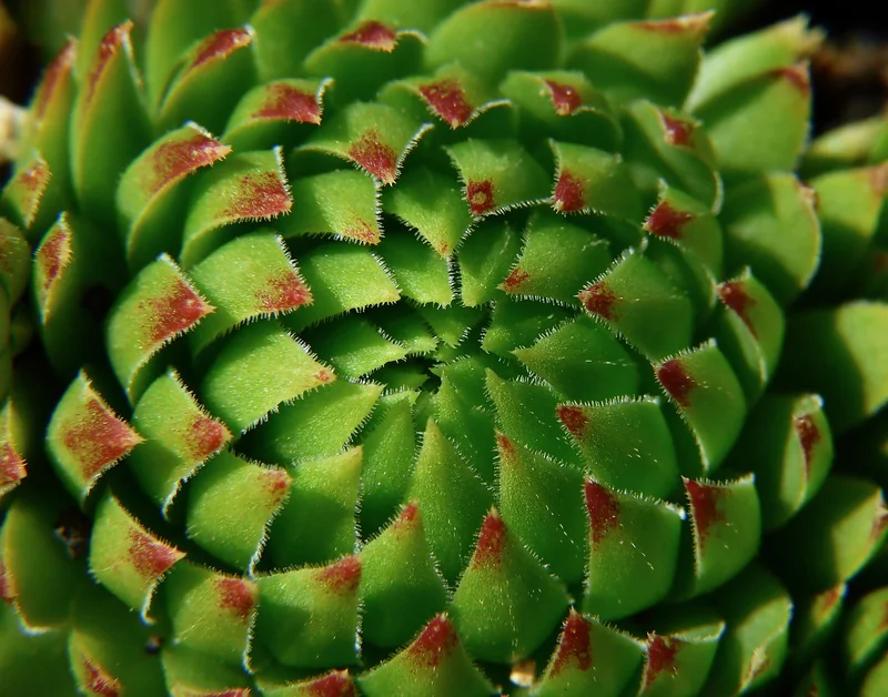 Rhodiole : le booster de résistance