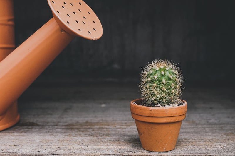 Les meilleures plantes adaptogènes pour réduire le stress en 2026