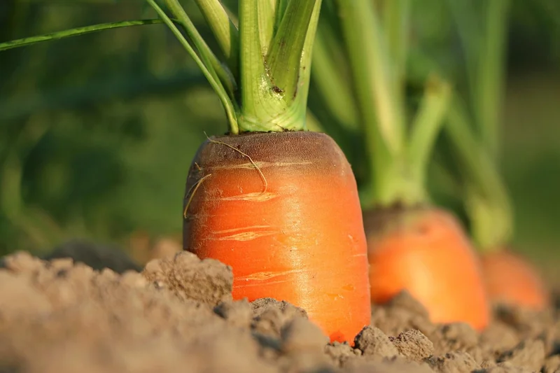 Vitamines et minéraux : le bon dosage