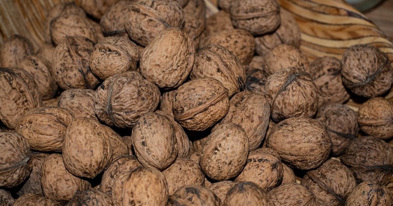 Quinté alimentaire des aliments riches en oméga-3 pour le cerveau