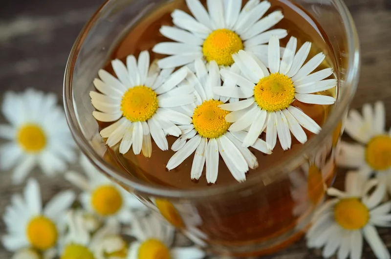 Plantes médicinales : lesquelles marchent vraiment ?