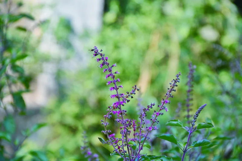 Basilic sacré (tulsi) : la douceur quotidienne